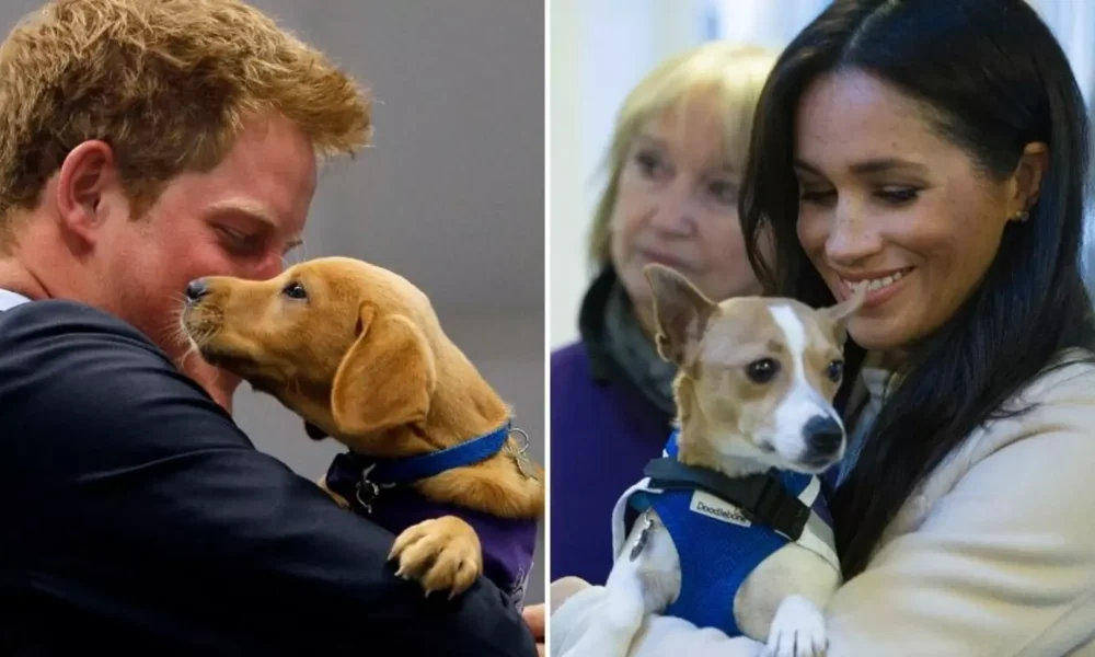 Prince Harry and Meghan Markle's adorable Beagle named Mamma Mia made a surprise appearance in a series of new photos.