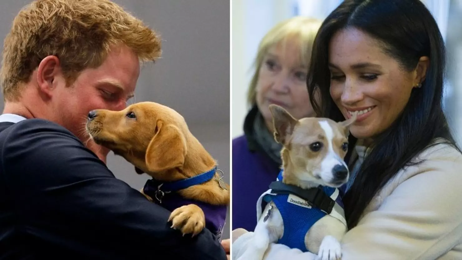 Prince Harry and Meghan Markle's adorable Beagle named Mamma Mia made a surprise appearance in a series of new photos.